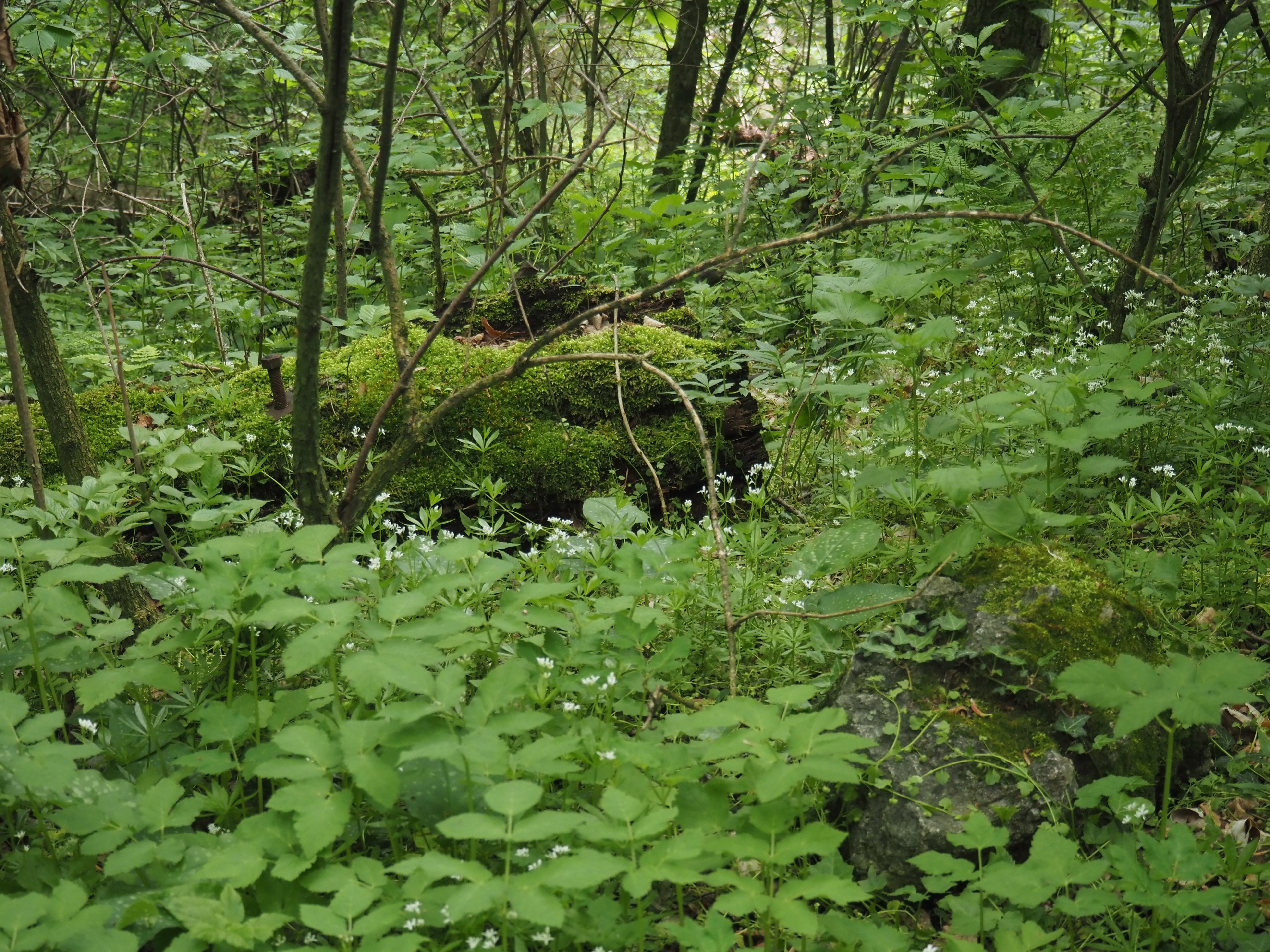 photo of a mossy log in a forest